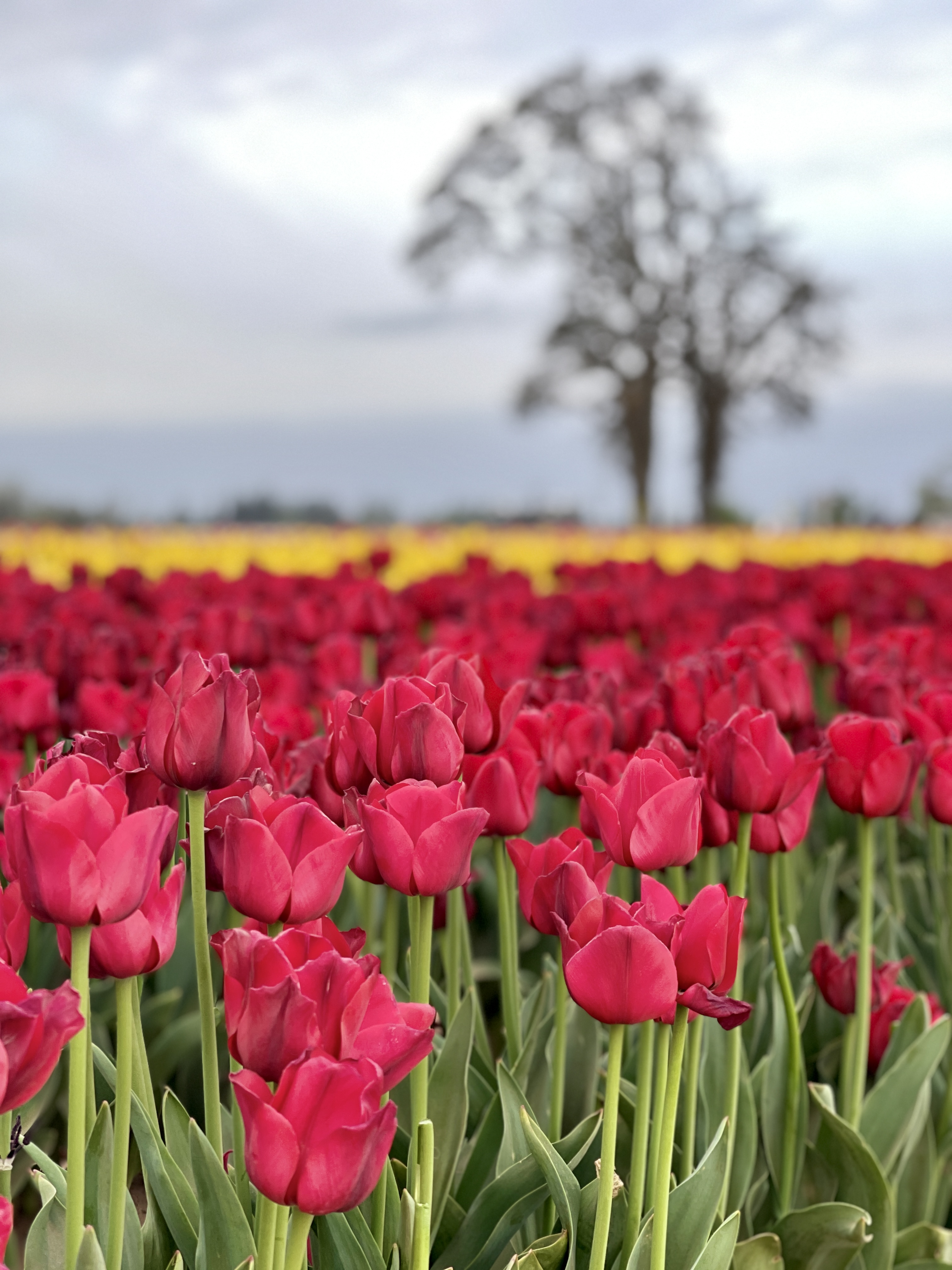 Tulips in Woodburn, Oregon, 2022