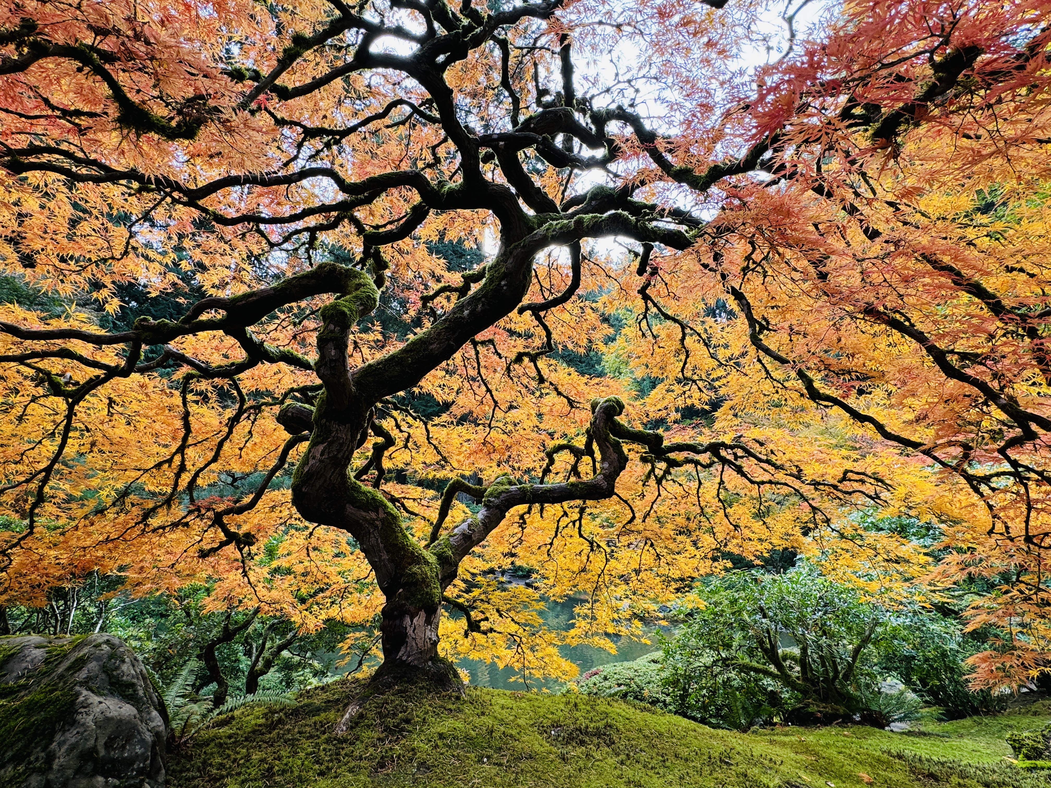 Japanese maple, low angle